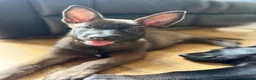 Belgian Shepherd Dog dogs for sale: last Belgian shepherd Harry READY TO GO - Advert 26