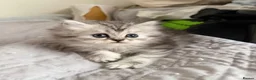 Persian cats for sale: Adorable fluffy Persian kittens for Sale - Advert 19