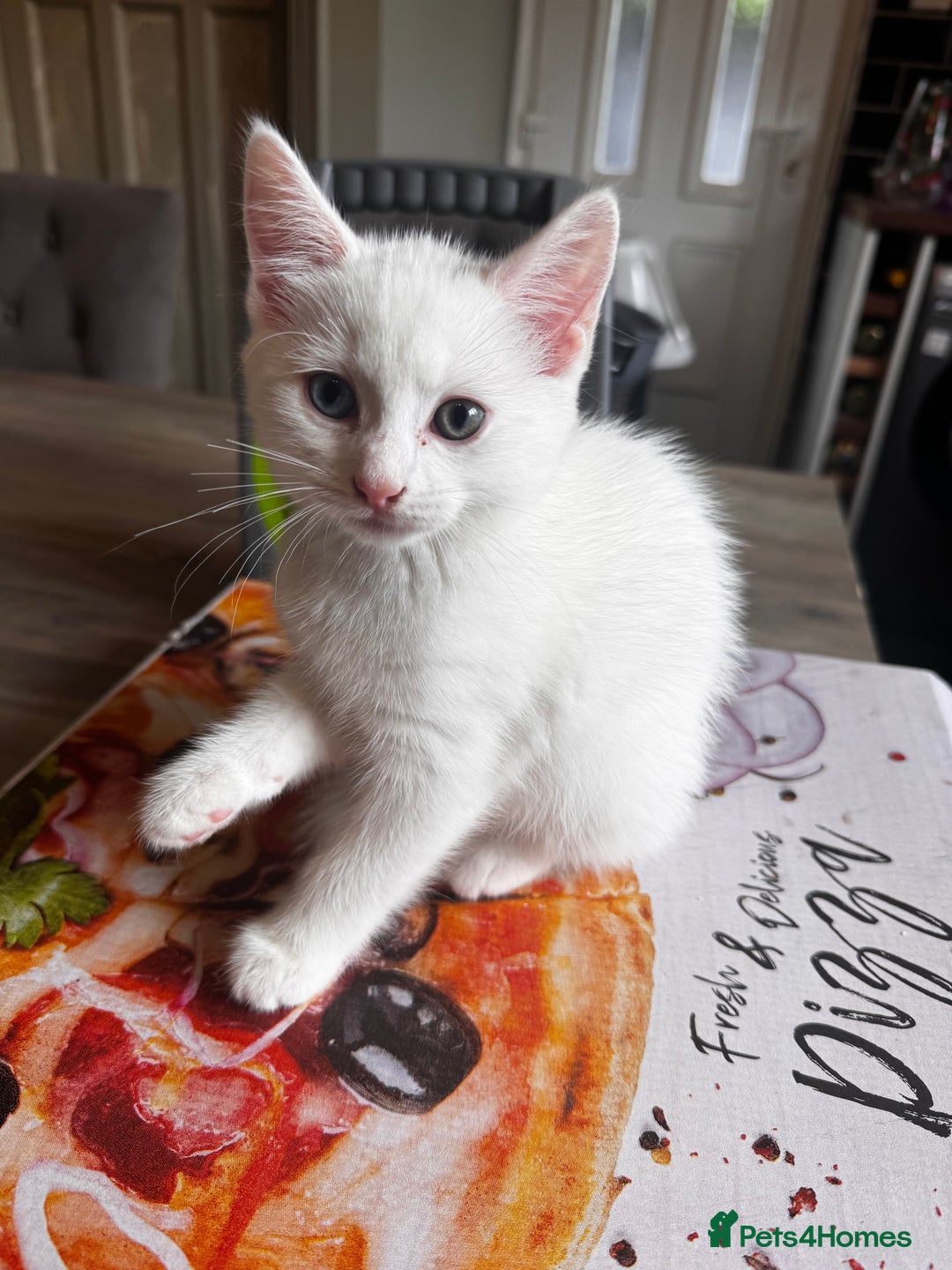 Mixed Breed cats for sale: Beautiful white kittens  - Image 5