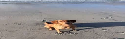 Mixed Breed dogs for stud: Monty free stud  in Middlesbrough - Advert 2