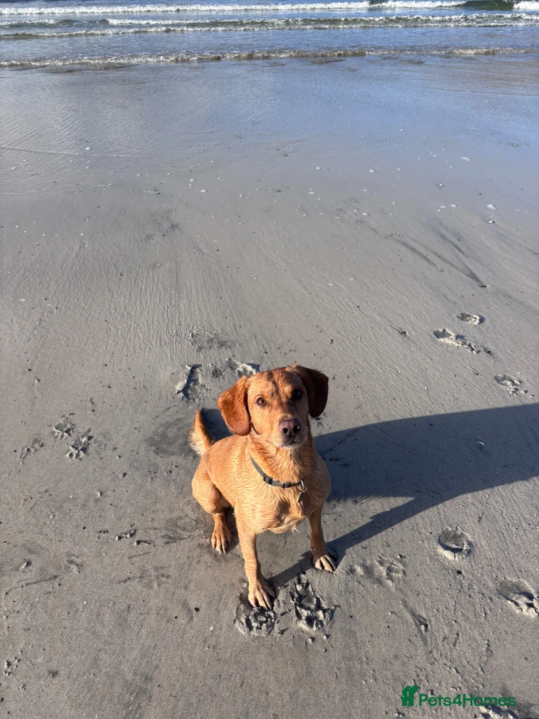 Mixed Breed dogs for stud: Monty free stud  in Middlesbrough - Advert 2
