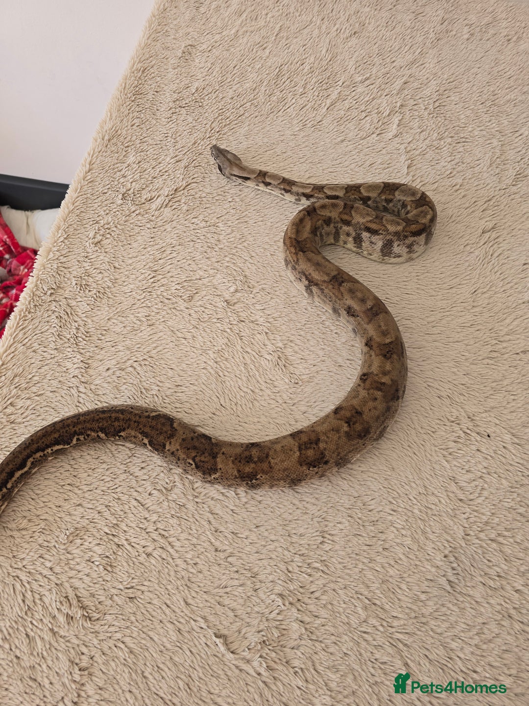 Boa Snake reptiles for sale: Boa Constrictor Job Lot – 3 Stunning 2022 Boas - Image 8