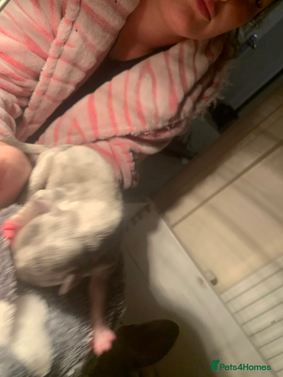 American Bully dogs for sale: Pocket bully - Advert 2