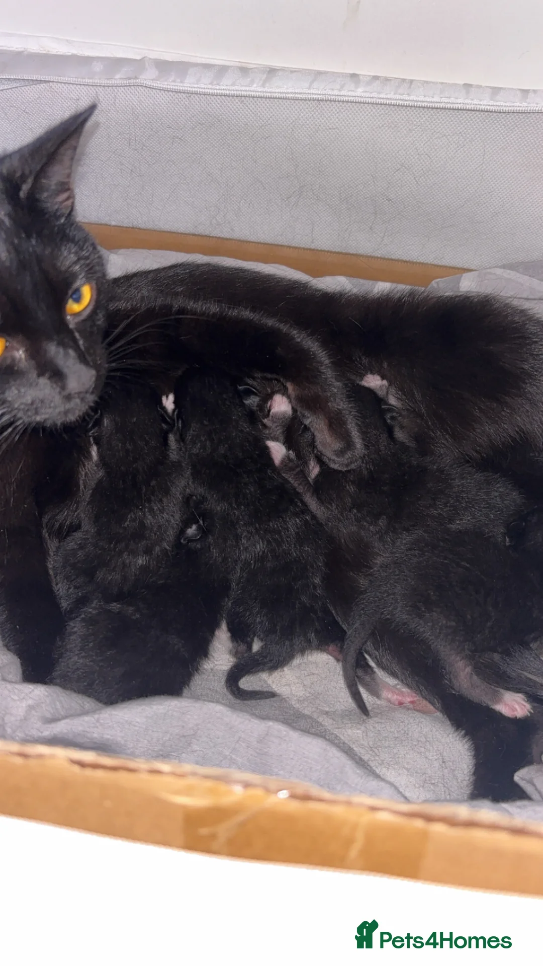 Mixed Breed cats for sale: 2 male and 1 female kittens - Advert 9