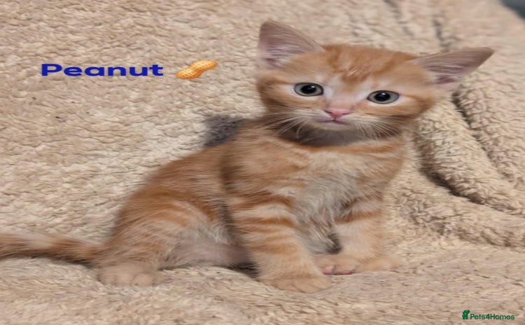 British Shorthair cats - Advert 1