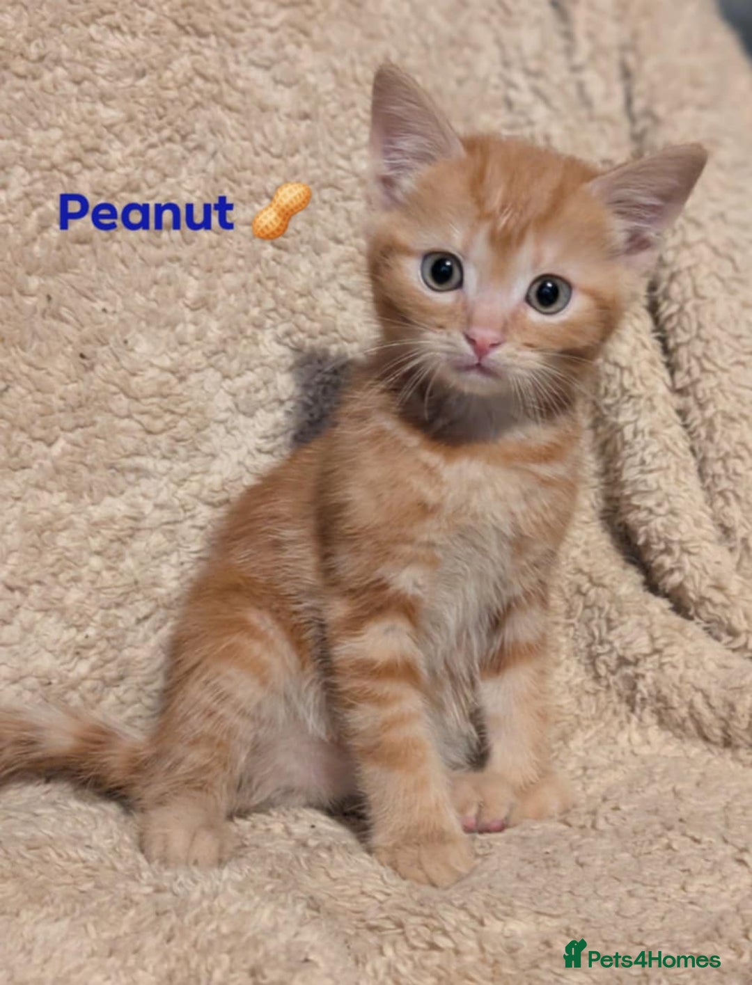 British Shorthair cats for sale: 1/4 maine coon British kittens - Image 1
