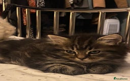 Persian cats for sale: Half Persian Ragdoll Kitten  - Image 3