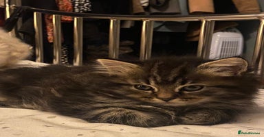 Persian cats - Advert 9