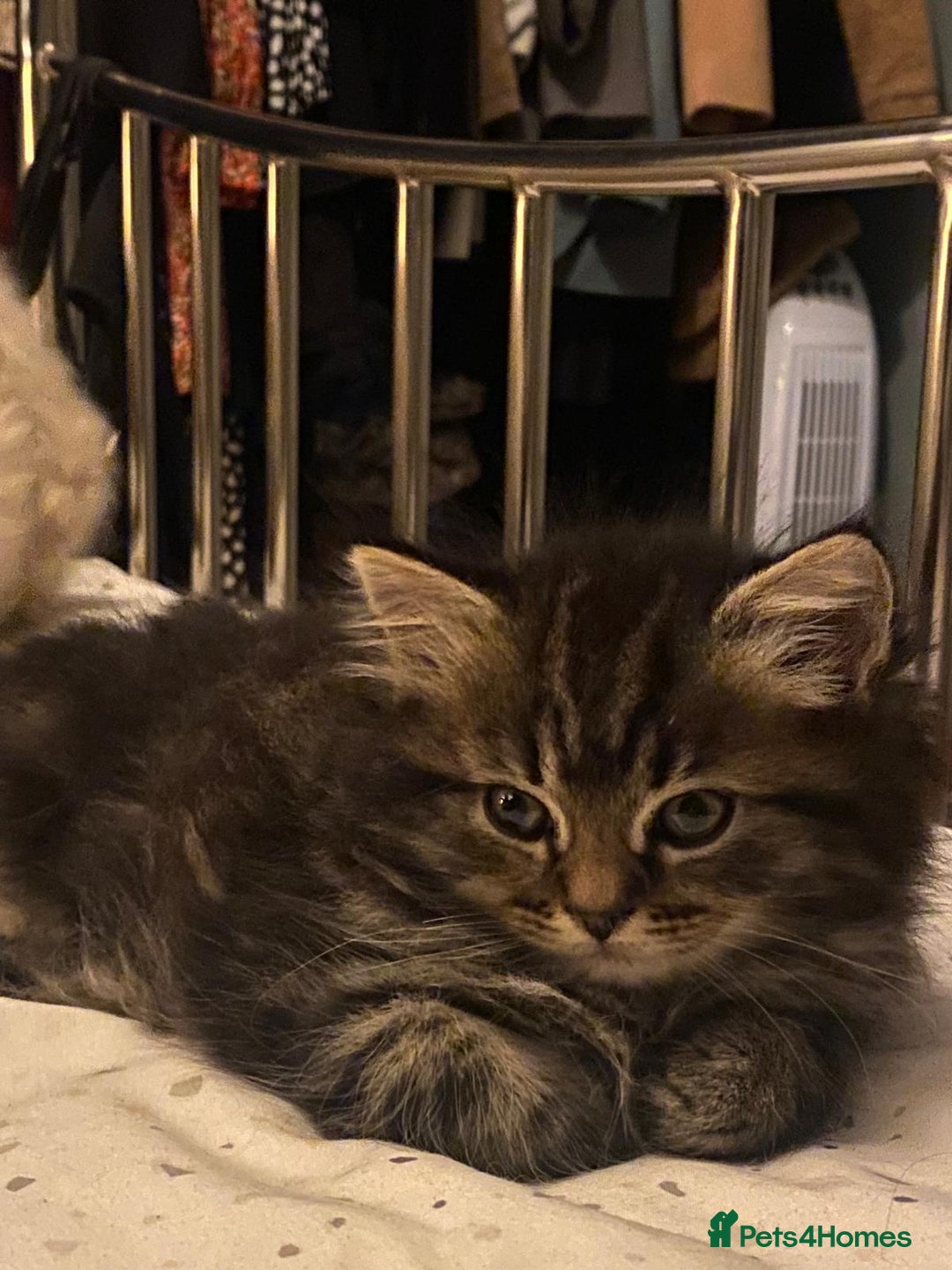 Persian cats for sale: Half Persian Ragdoll Kitten  - Image 3