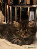 Persian cats - Advert 7