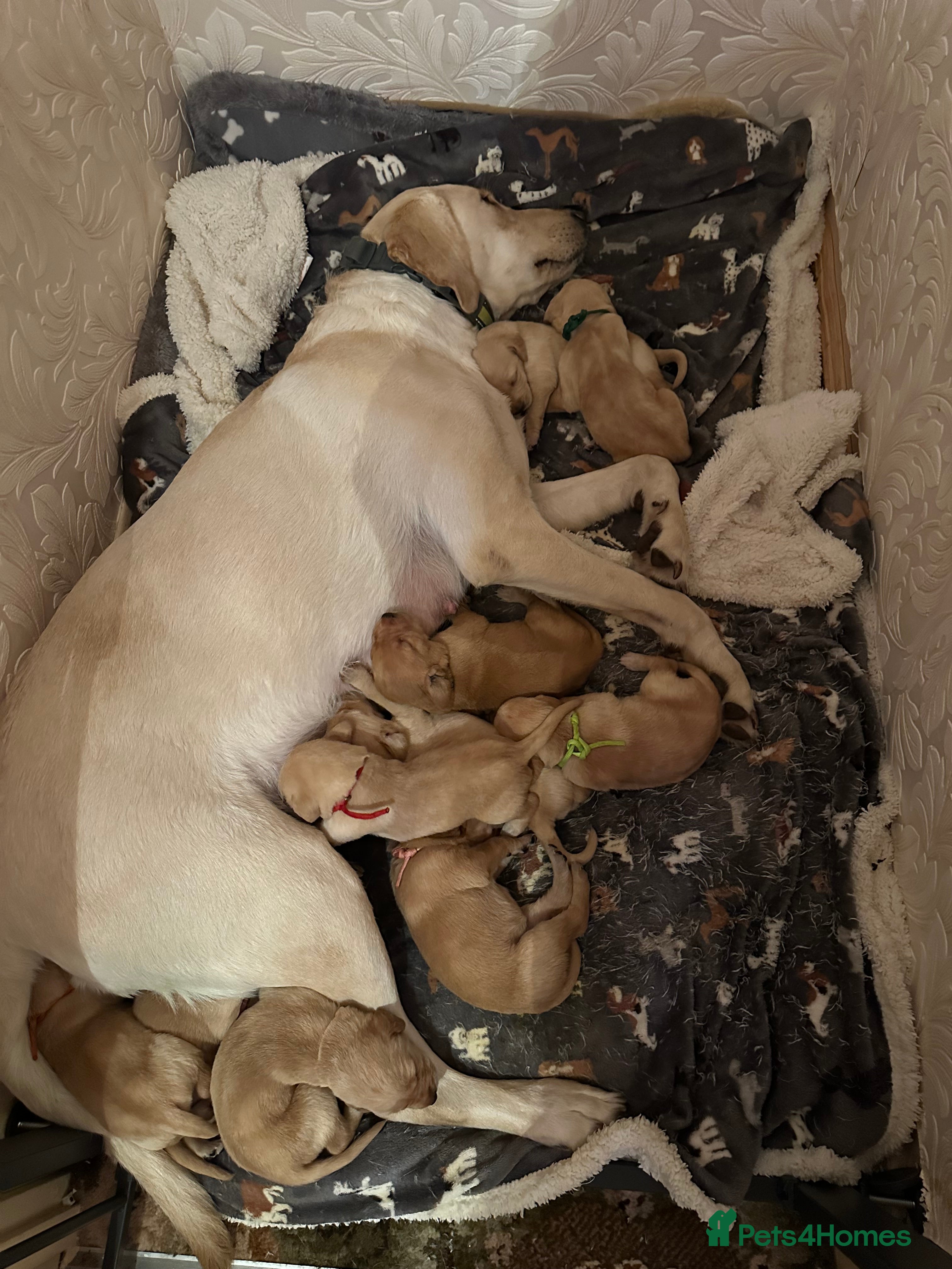 Mixed Breed dogs Vizslador puppys - Advert 4