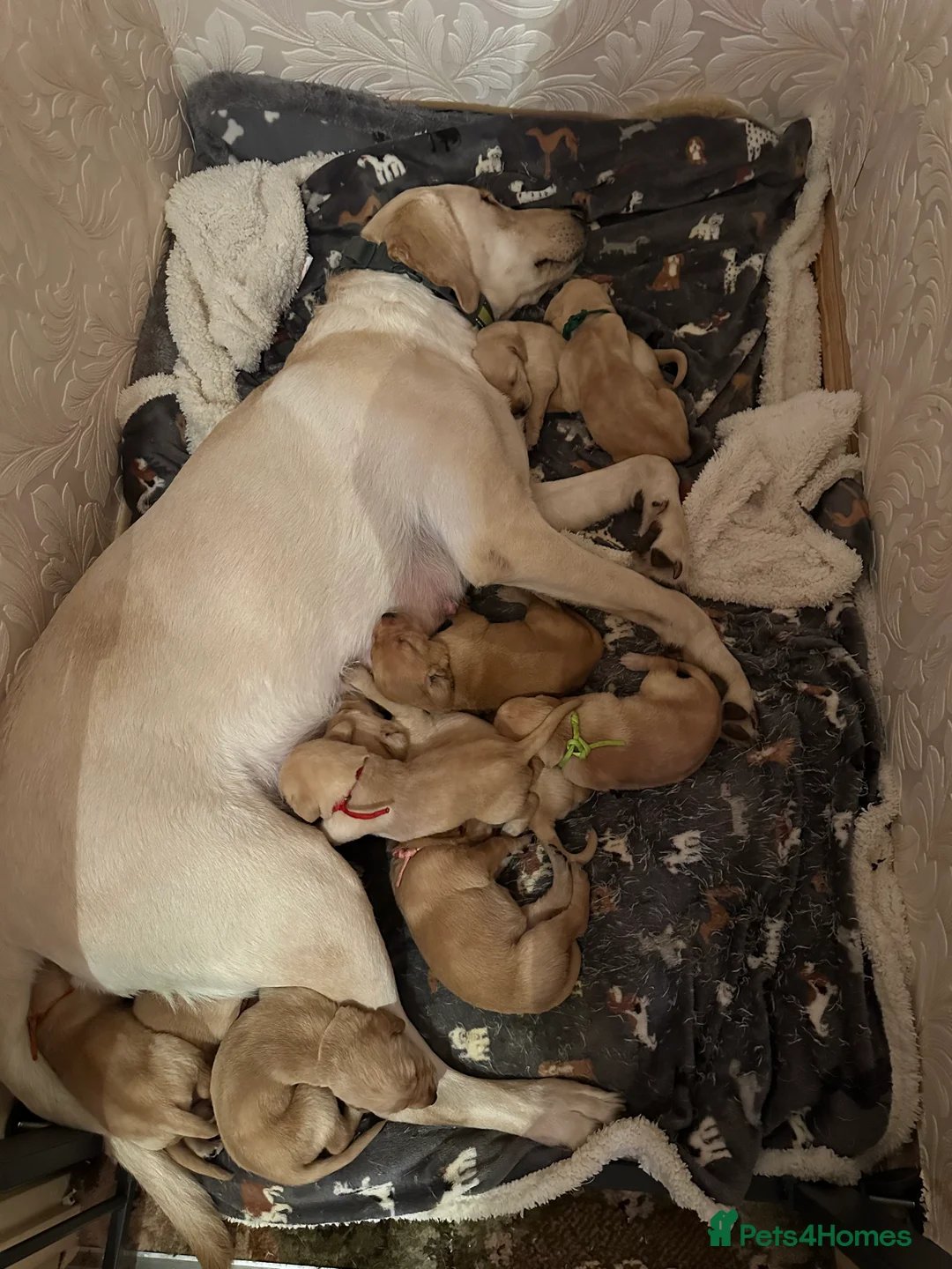 Mixed Breed dogs for sale: Vizslador puppys - Advert 1