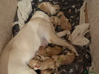 Mixed Breed dogs Vizslador puppys - Advert 4