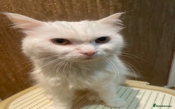 Persian cats for sale: Lovely persian cross male cat for sale - Image 2