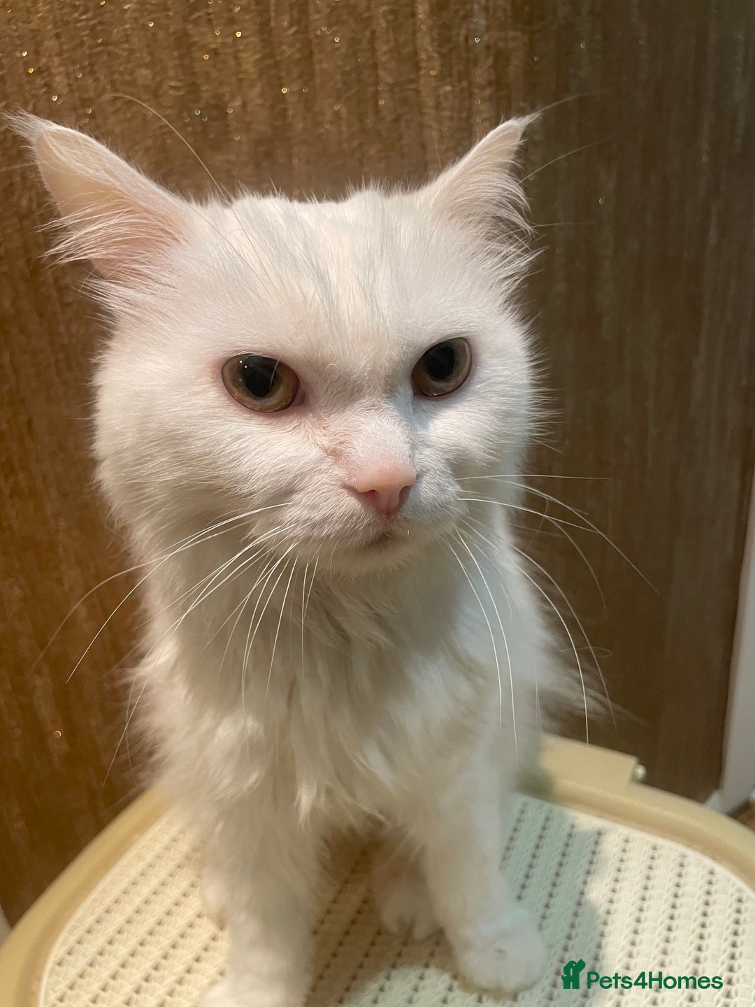 Persian cats for sale: Lovely persian cross male cat for sale - Image 2