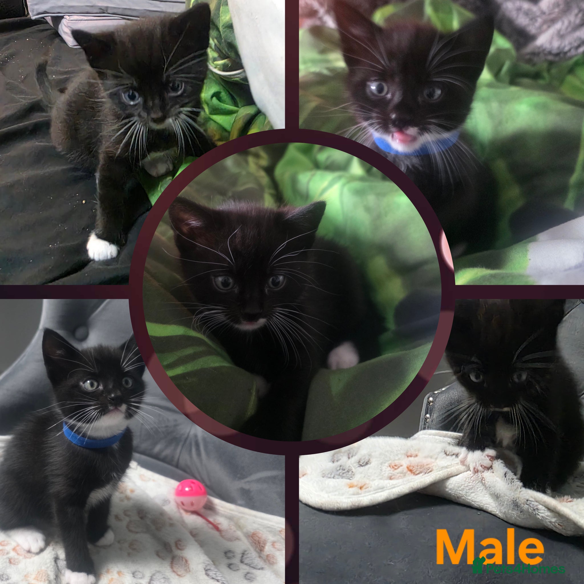 Mixed Breed cats 4 lovely kittens are looking for forever home  - Advert 1