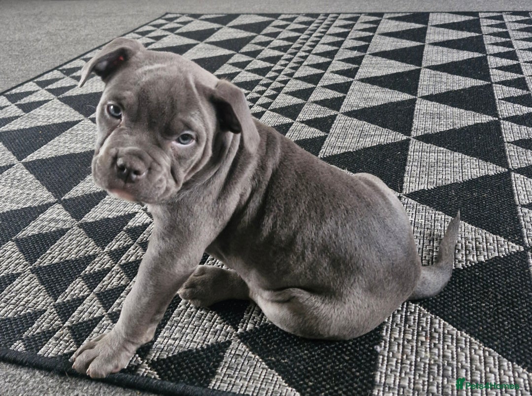 American Bully dogs for sale: Female  - Advert 4