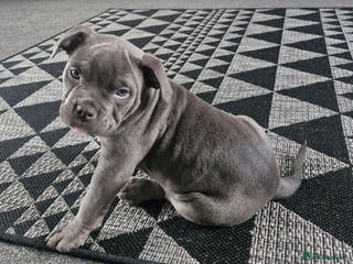 American Bully dogs Female - Advert 1