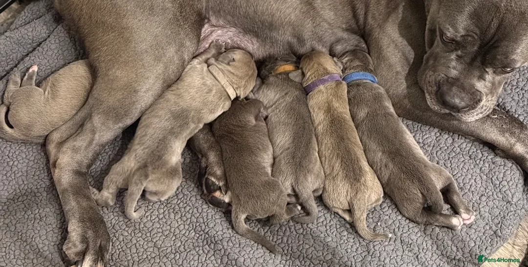 Cane Corso dogs for sale: ICCF Registered Cane Corsos DUE FEB 15th  - Advert 2