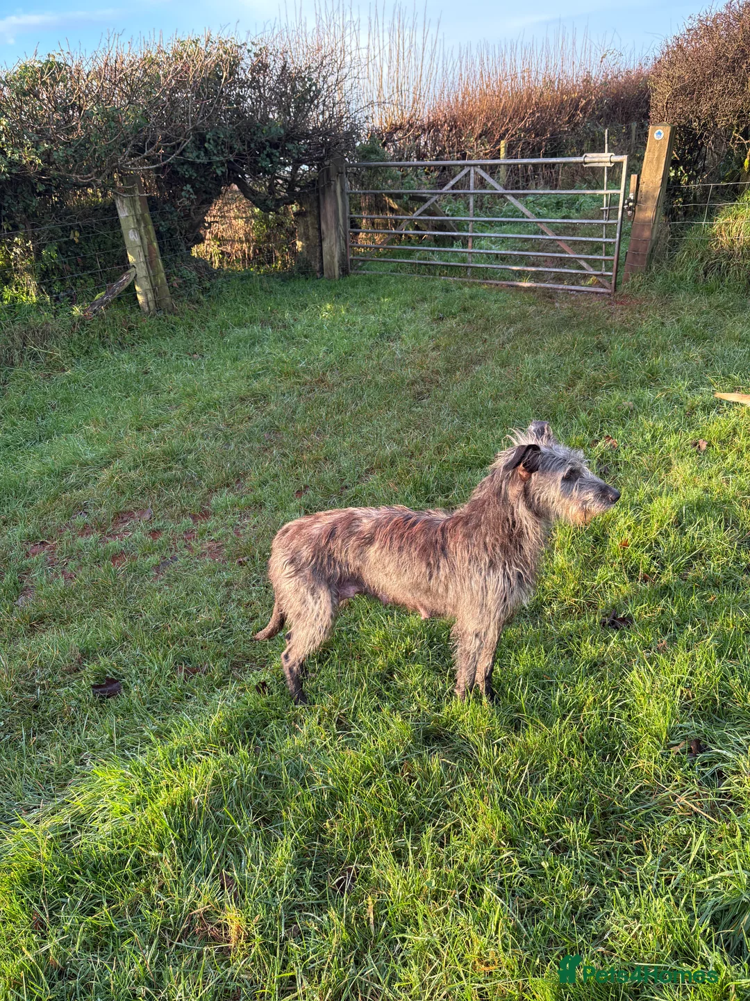 Mixed Breed dogs for sale: Whippet x Bedlington x Huntaway - Advert 9