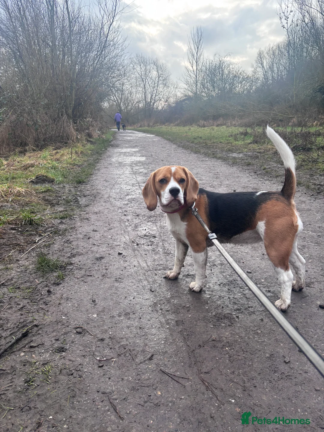 Beagle dogs for sale: Beautiful beagle  - Advert 2