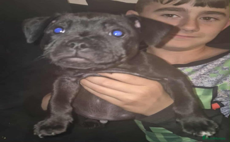 Staffordshire Bull Terrier dogs - Advert 7