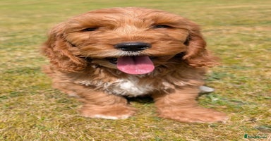 Cockapoo dogs - Advert 16