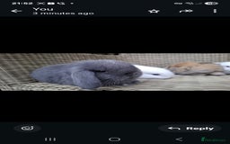 Mini Lop rabbits for sale: Adorable baby mini lops - Image 8