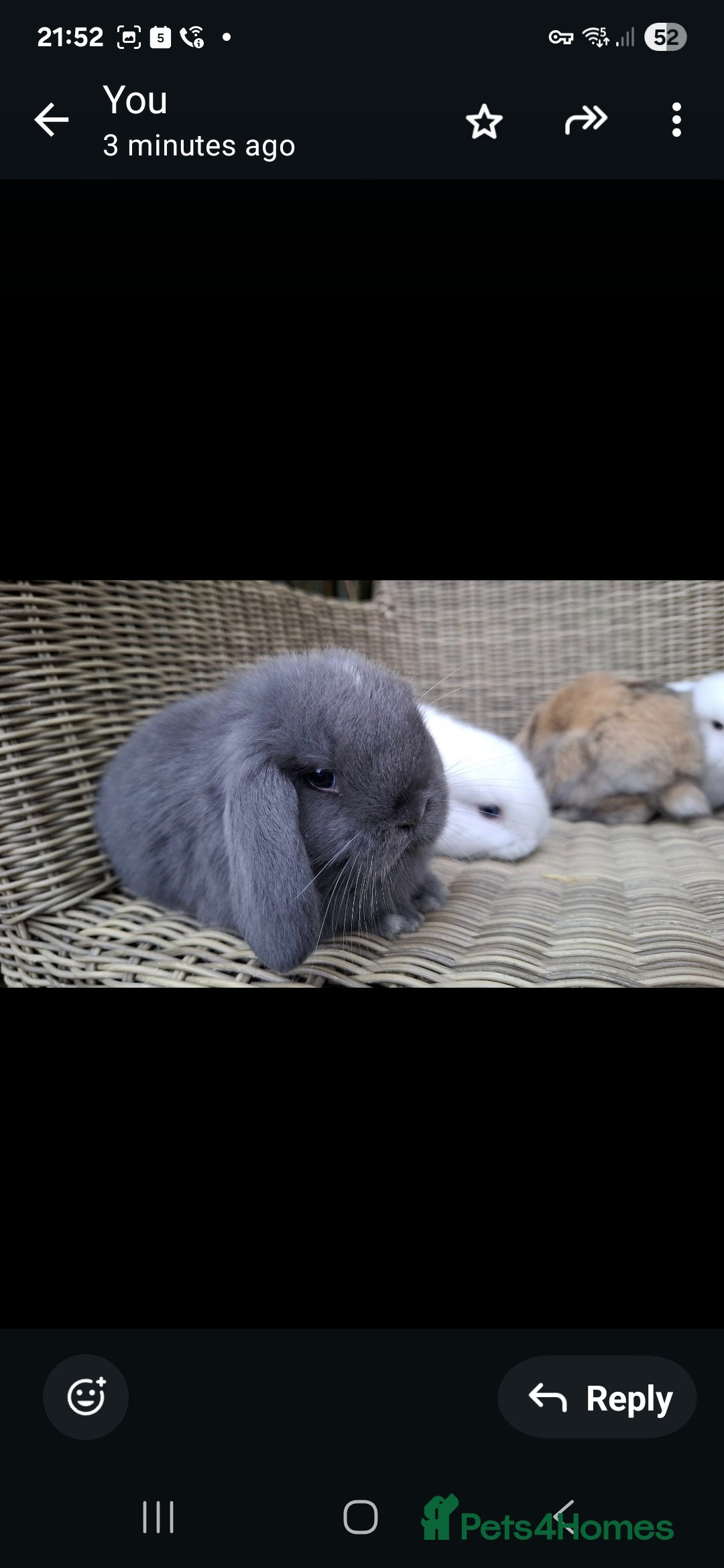Mini Lop rabbits for sale: Adorable baby mini lops - Image 8