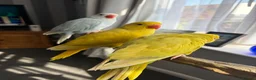Parakeets birds for sale: Three 8 week old Indian ring neck parakeets  - Advert 9