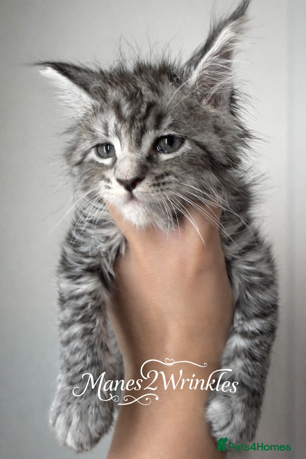 Maine Coon cats Full Mainecoon kittens - Advert 12