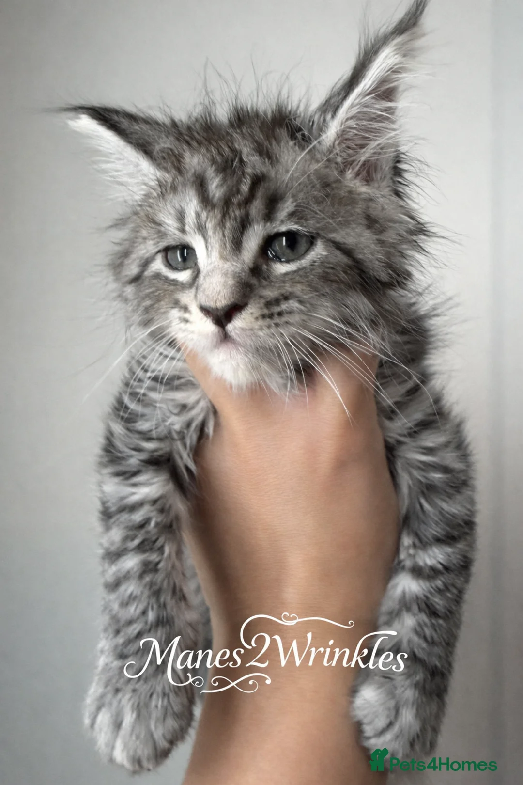 Maine Coon cats for sale: Full Mainecoon kittens - Advert 2
