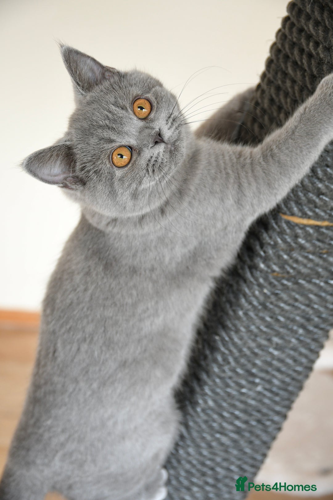 British Shorthair cats for sale: GCCF British Shorthairs Ready now  - Image 10