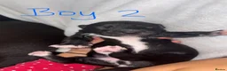 Mixed Breed dogs for sale: BEDLINGTON WHIPPETS  - Advert 11