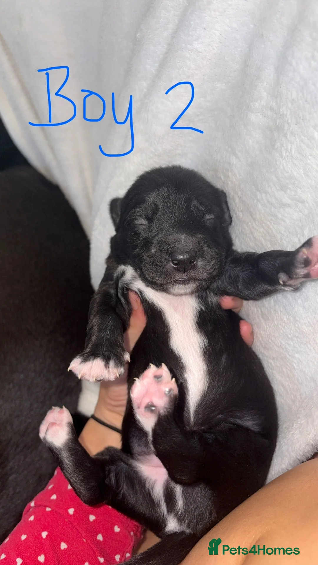 Mixed Breed dogs for sale: BEDLINGTON WHIPPETS  - Advert 11