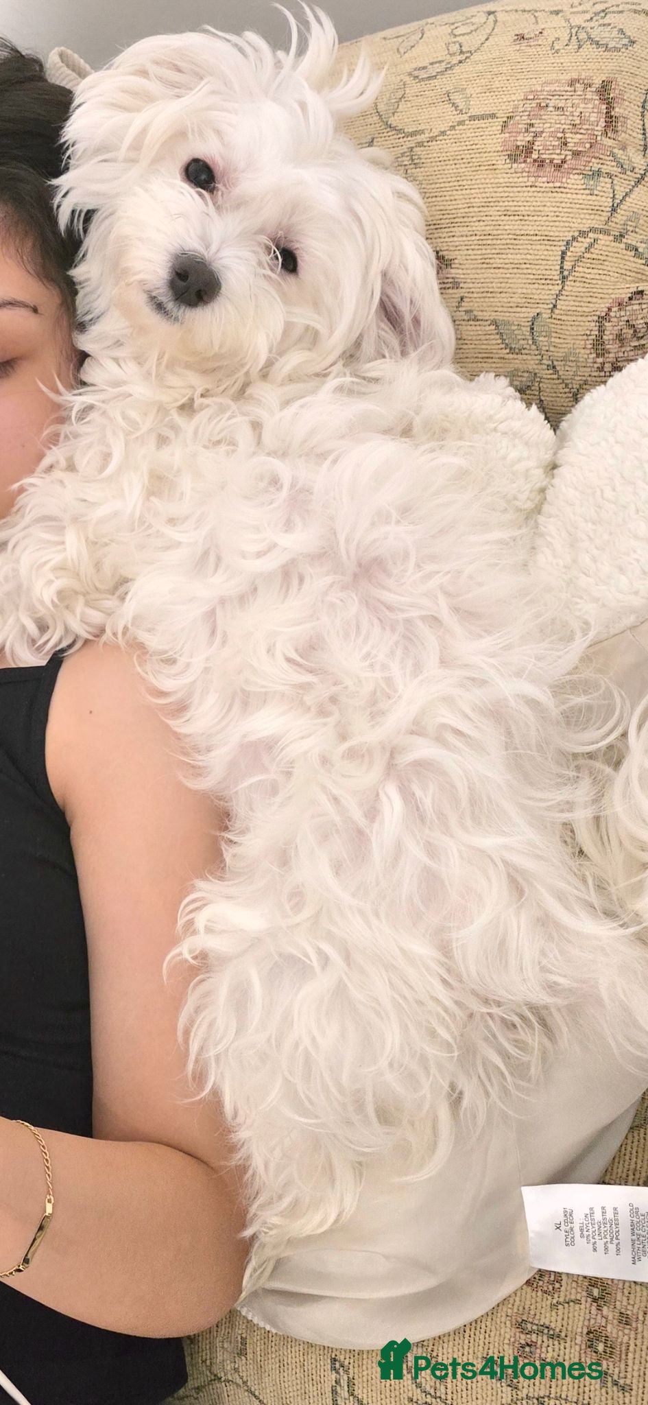 Maltese dogs 5 years old Sisi Maltese  - Advert 16