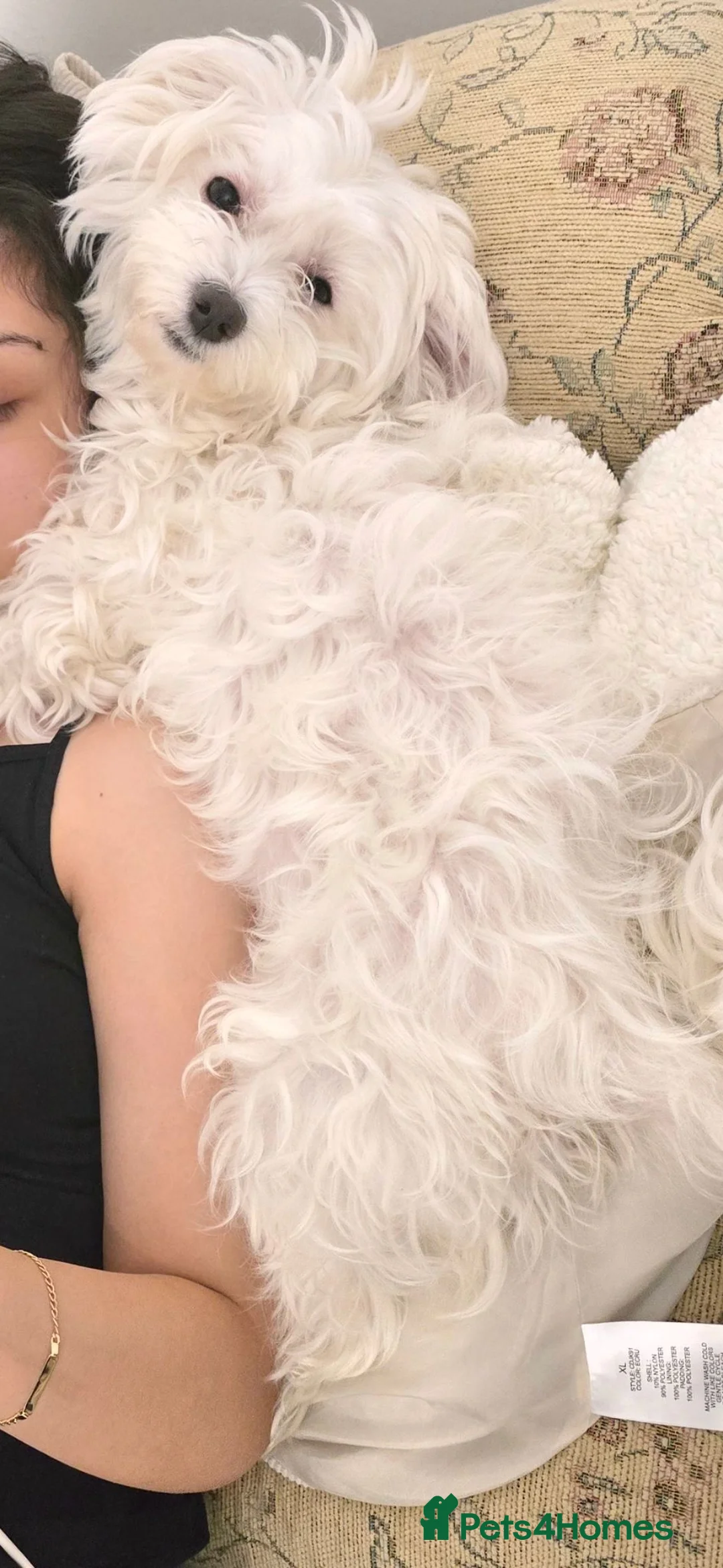 Maltese dogs for sale: 5 years old Sisi Maltese  - Advert 1