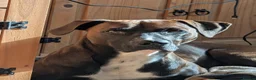 Mixed Breed dogs for sale: Beautiful dogs needing forever home  - Advert 2