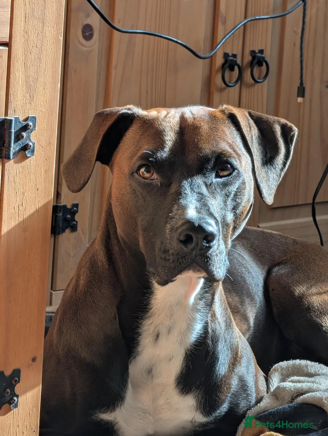 Mixed Breed dogs for sale: Beautiful dogs needing forever home  - Advert 2