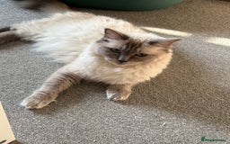 Ragdoll cats for sale: 6 Beautiful Ragdolls - Image 16