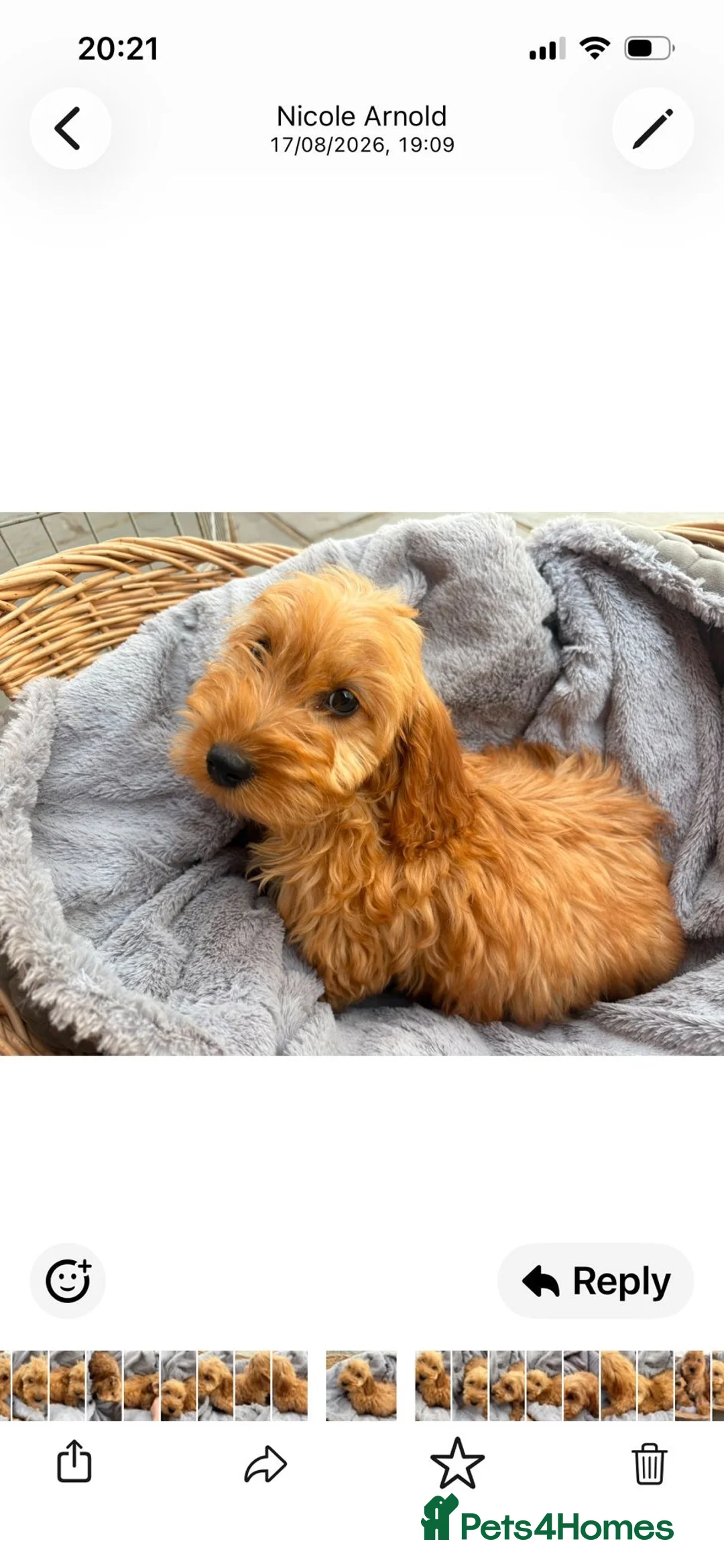 Cockapoo dogs for sale: Cockapoo puppy’s f1 in Tonbridge - Advert 2