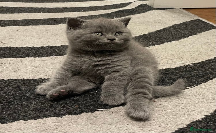 British Shorthair cats - Advert 3