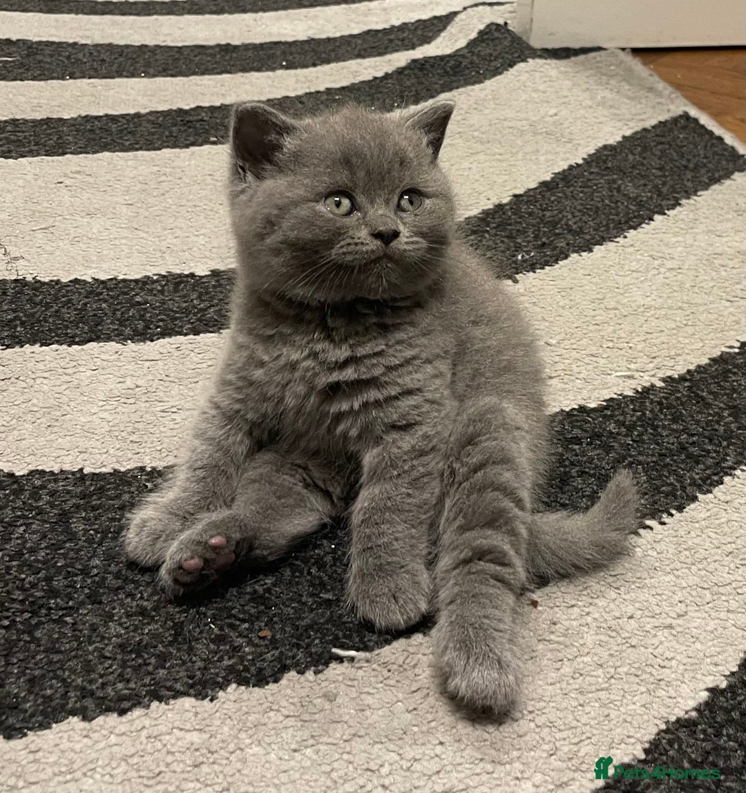 British Shorthair cats for sale: GCCF British shorthair - Image 4