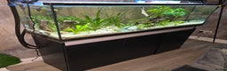 Gouramis fish for sale: Full tropical setup - Advert 1
