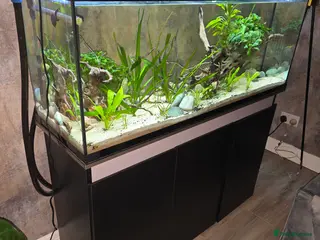 Gouramis fish Full tropical setup - Advert 10