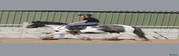 Irish Cob horses for sale: Cash  - Advert 8