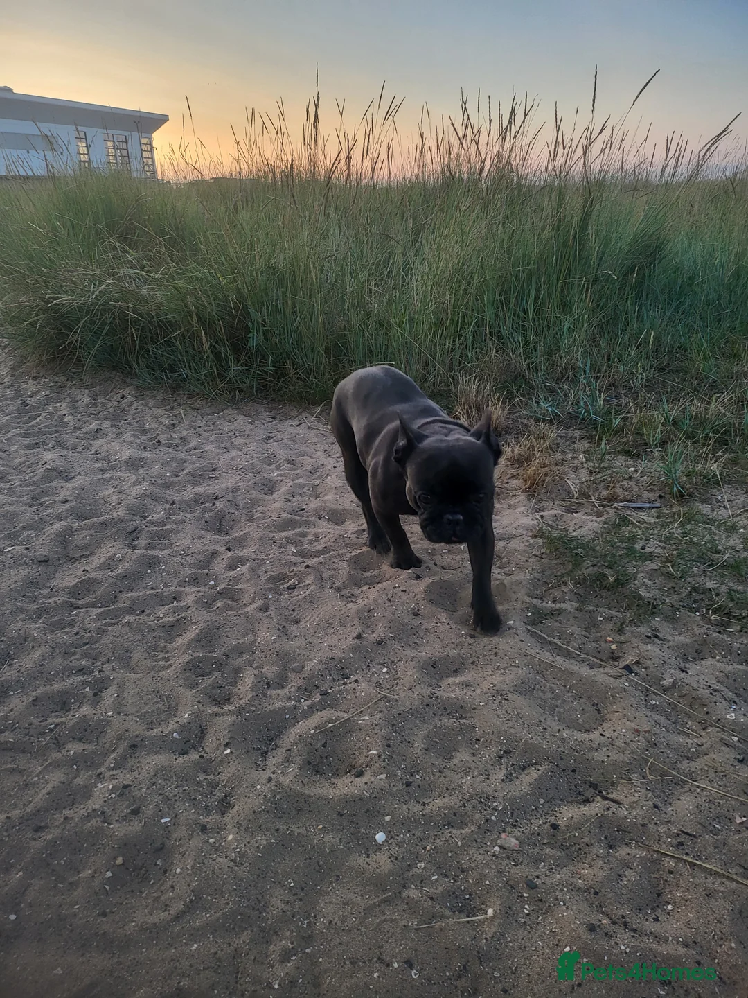 French Bulldog dogs for sale: Female french bulldog - Advert 3