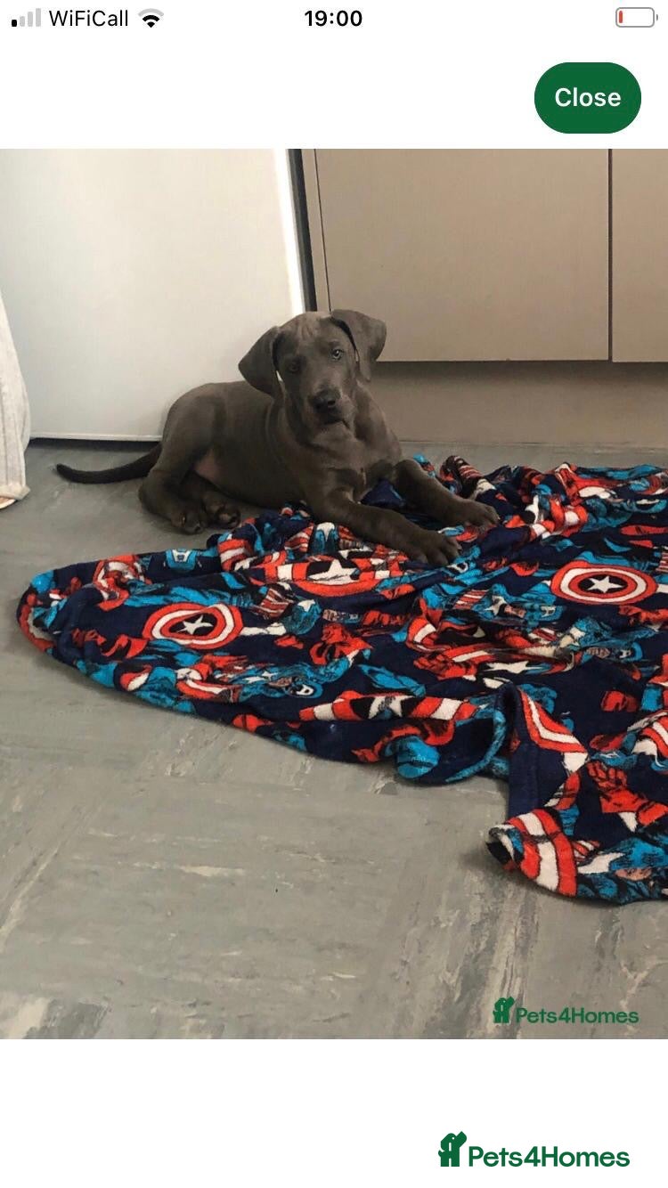 Great Dane dogs Great Dane puppies  in Norwich - Advert 6