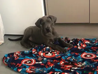 Great Dane dogs Great Dane puppies in Norwich - Advert 6