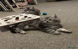Maine Coon cats for sale: Beautiful female Maine coon ready 15/12/2025 - Image 1